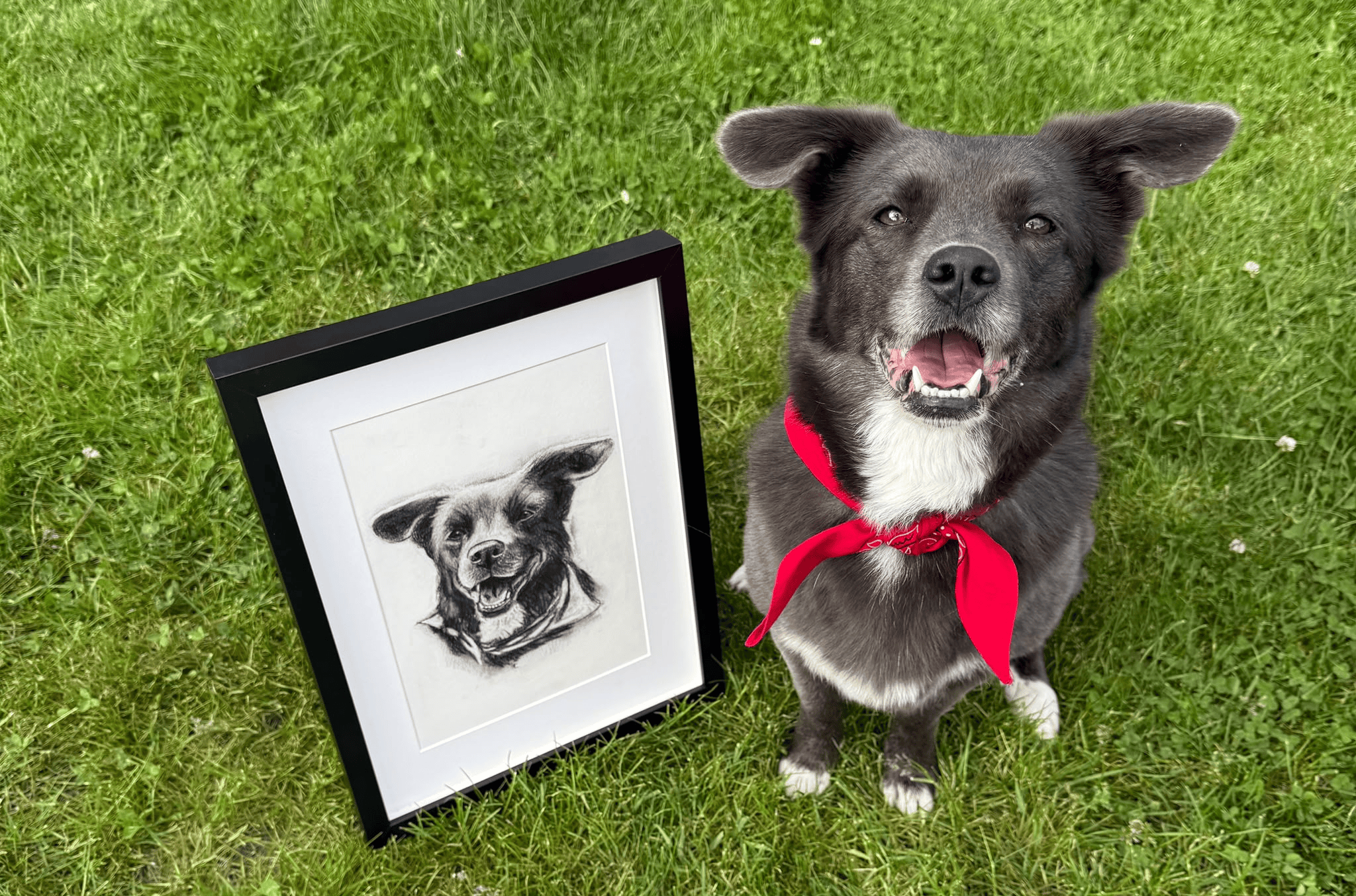 PETPORTRAITS.ROMANIA