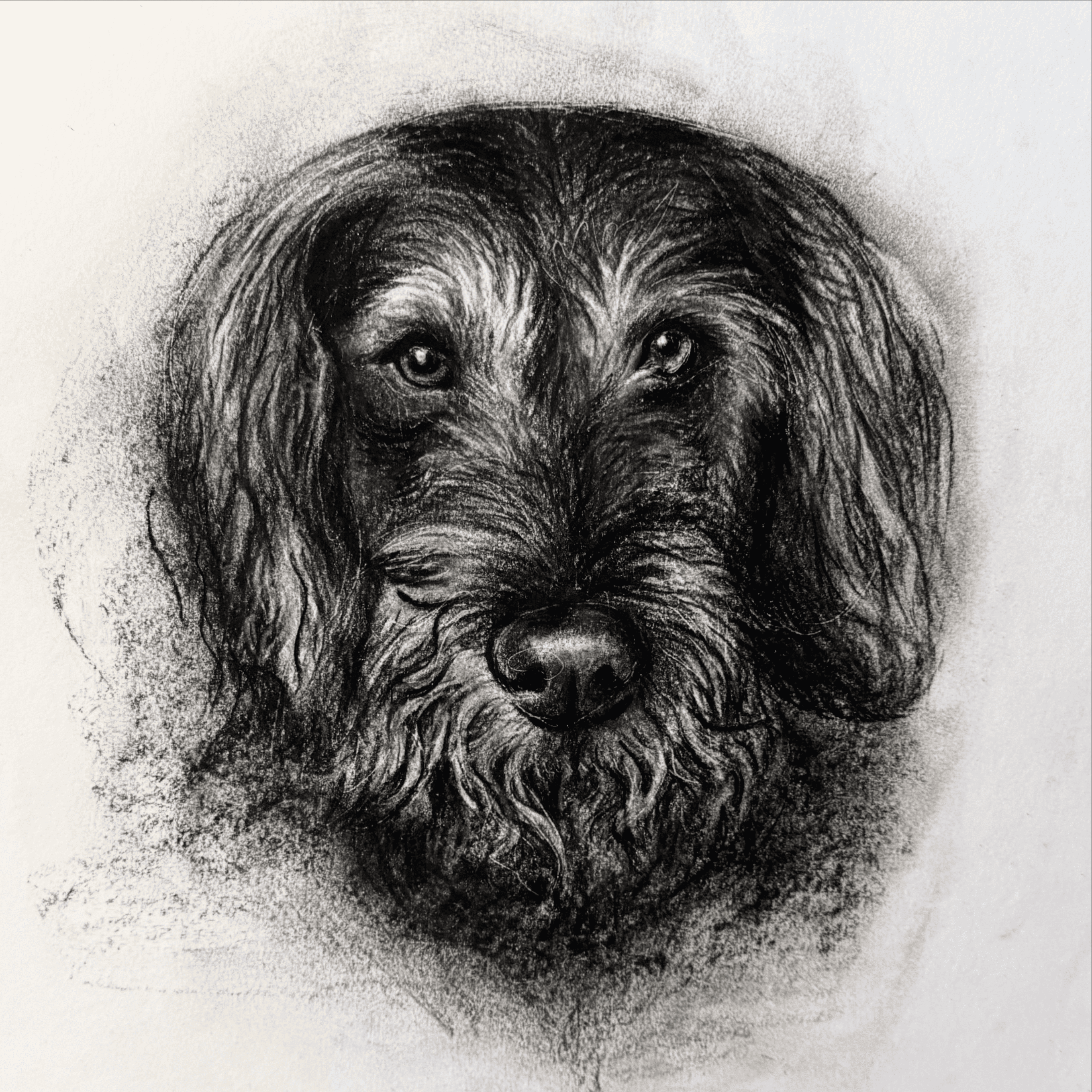 PETPORTRAITS.ROMANIA galerie 1