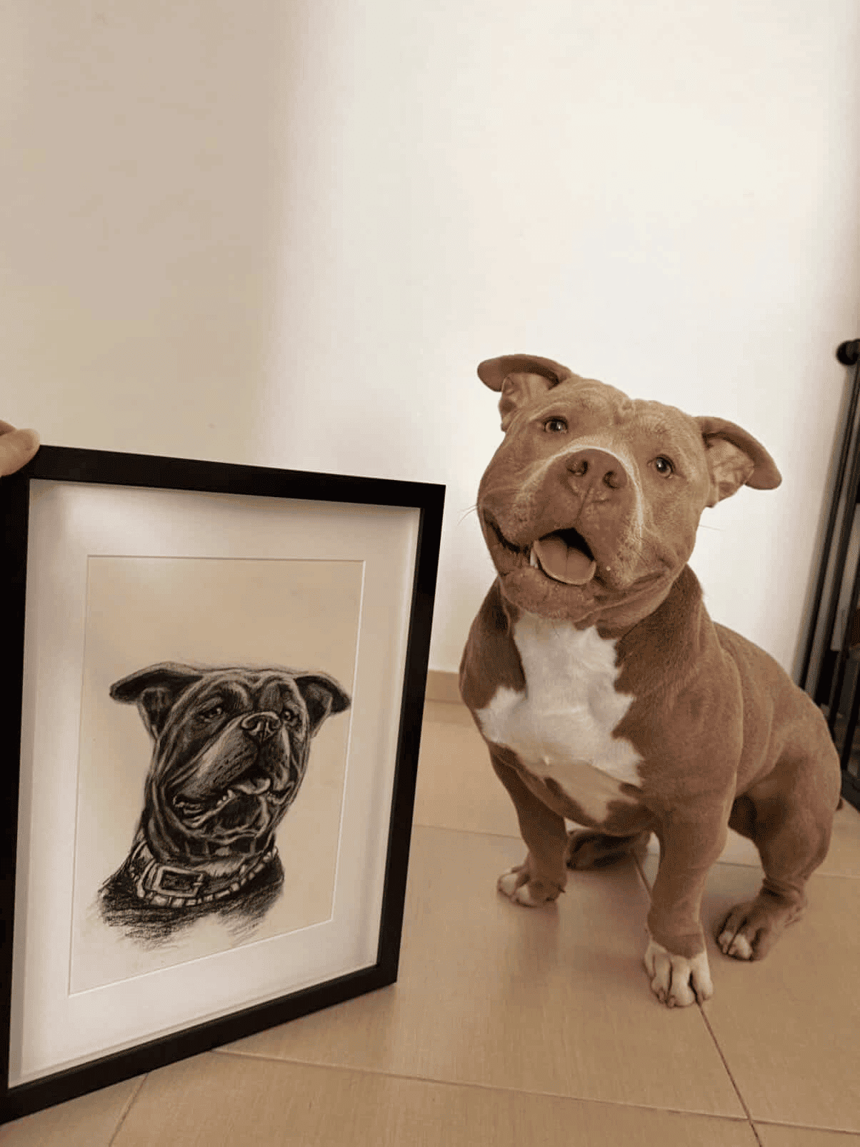 PETPORTRAITS.ROMANIA galerie 2