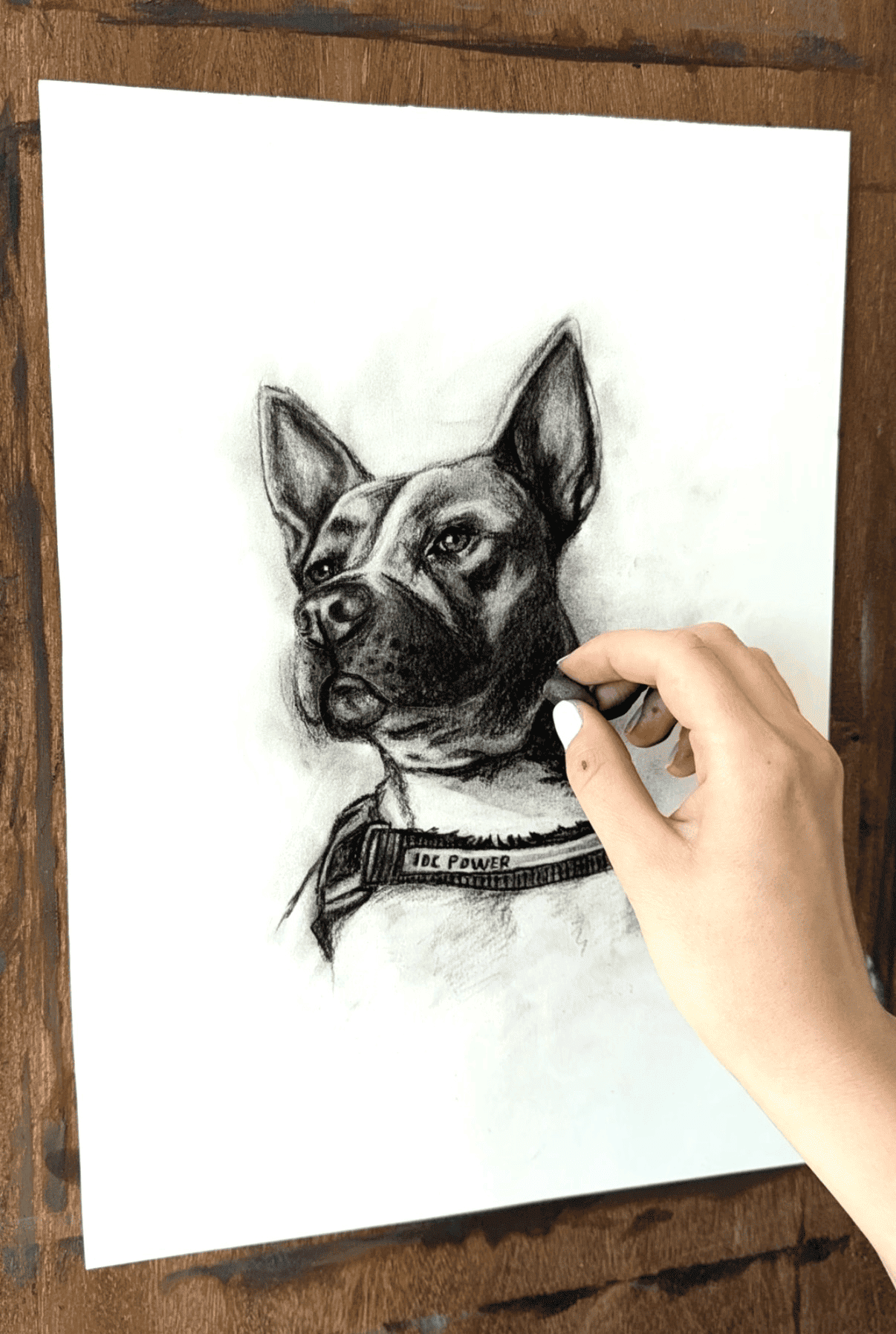 PETPORTRAITS.ROMANIA galerie 3