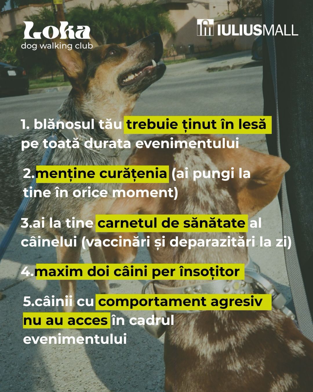 Loka DogWalking Club galerie 1