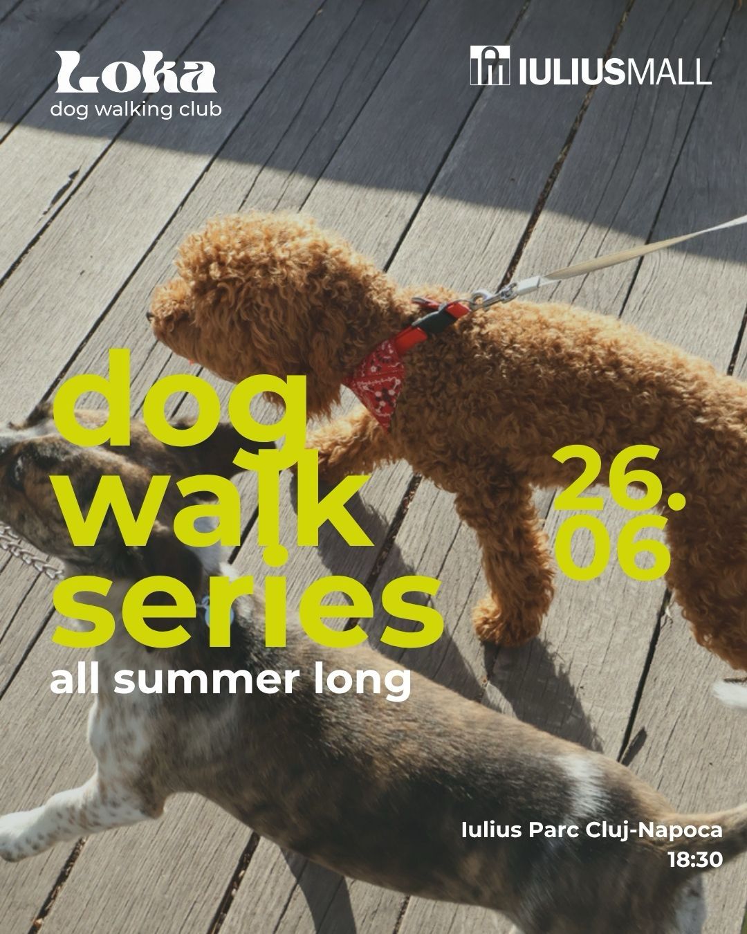 Loka DogWalking Club galerie 3