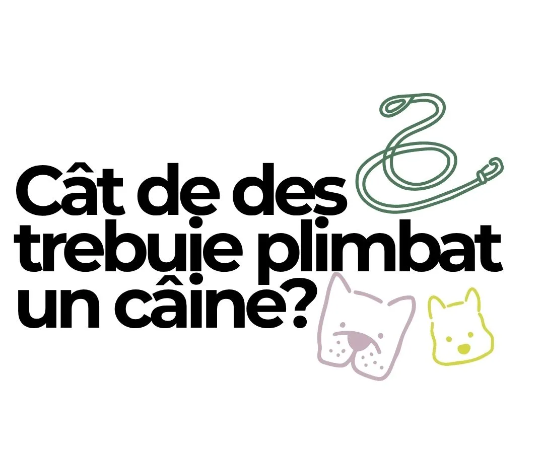 Cât de des trebuie plimbat un câine? Ghid pe vârstă și rasă