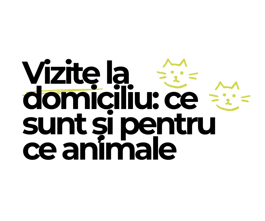 Vizite la domiciliu (drop-in): ce sunt și pentru ce animale
