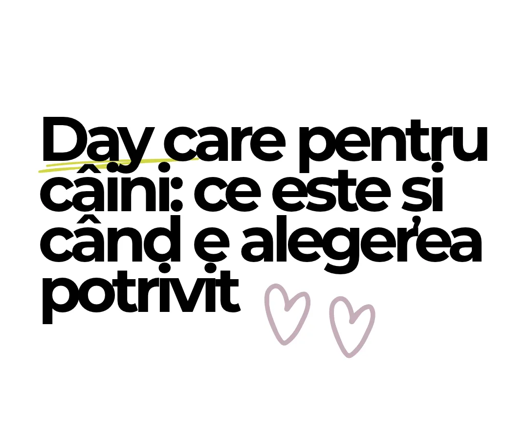 Day care pentru câini: ce este și când e alegerea potrivită